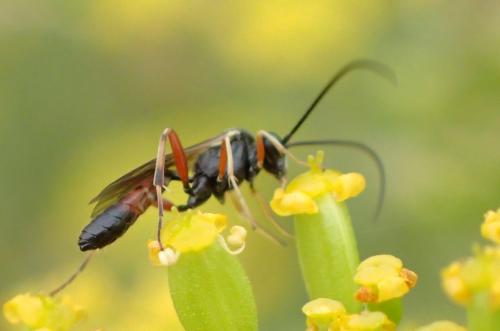 Réf. 267 746 : Campopleginae inconnu